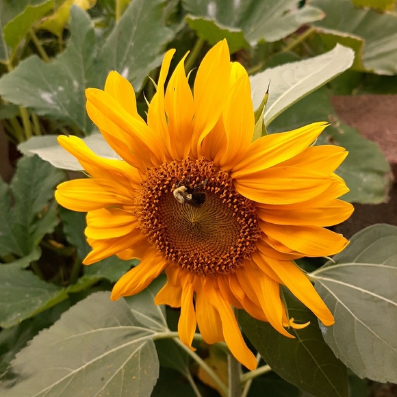 Meet your Posher, Nicole - Picture 1 of 1